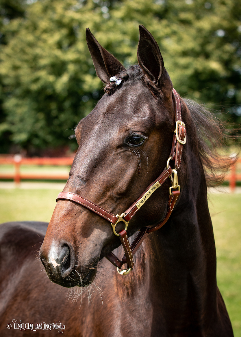 Alabama Slammer SRF Stable